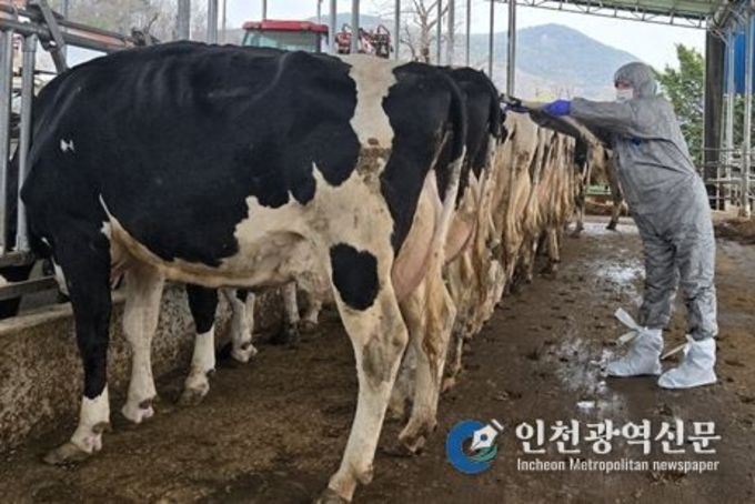 인천시, 2025년 젖소 농가 소 결핵병 검진 개시