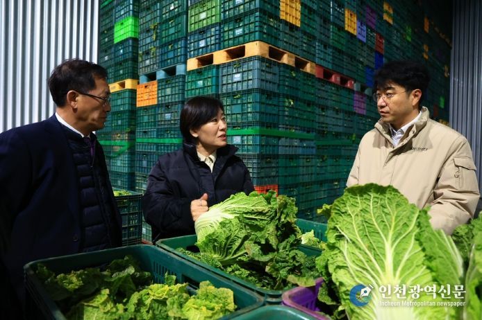 배추 수급 및 출하 상황 점검