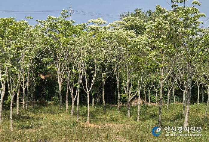 장성군 나무은행에서 관리 중인 이팝나무