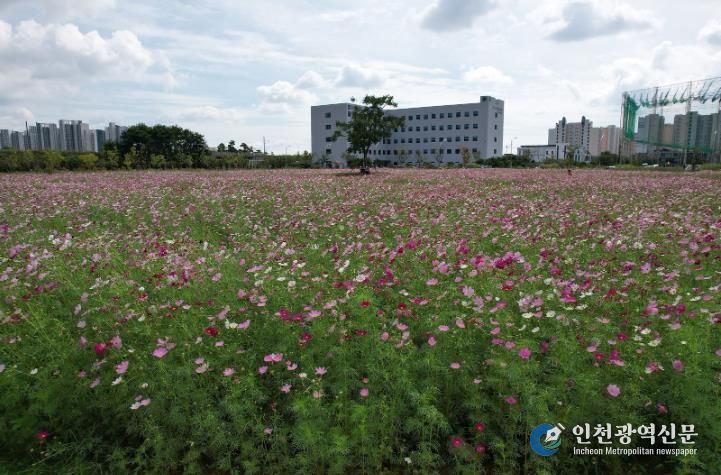 남악·오룡지구 유휴지에 조성된 코스모스 꽃밭