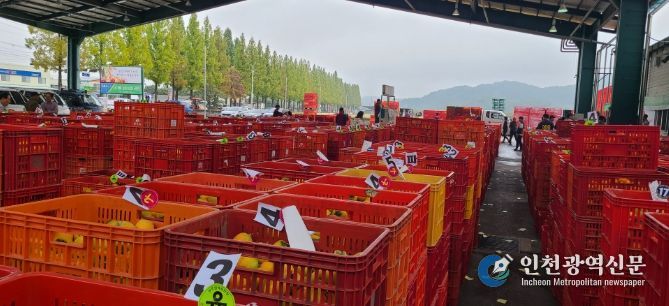 상주 곶감용 떫은감, 온라인 전자경매 시범 도입