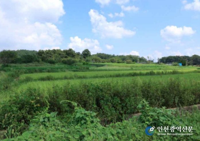 ‘군산 개사동 패총’ 조사지역 전경