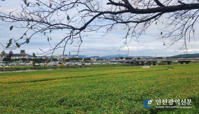 경주시 형산강변