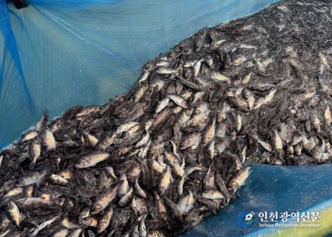 고갈 위기 연안 어장에 조피볼락 61만 마리추가 방류