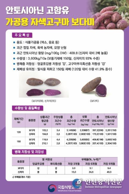 가공용 자색고구마 ‘보다미’ 품종 특성