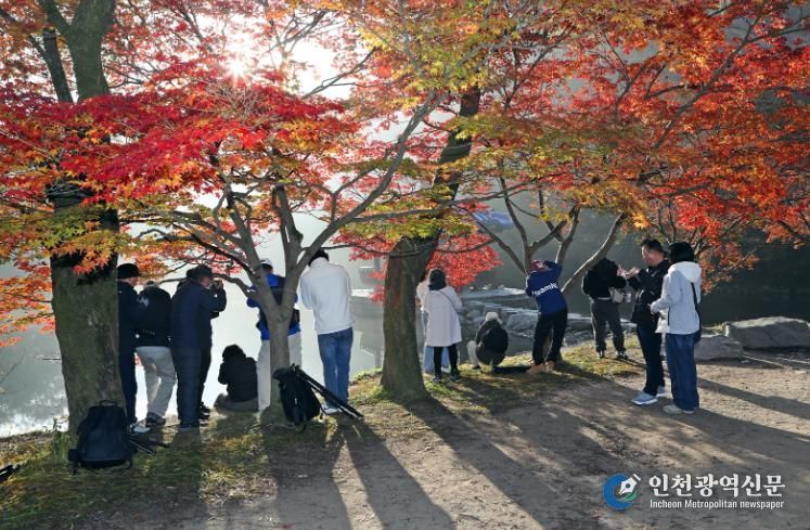 가을 명소 정읍 내장산, 고운 단풍 빛깔 뽐내…“다음 주 절정 예상”