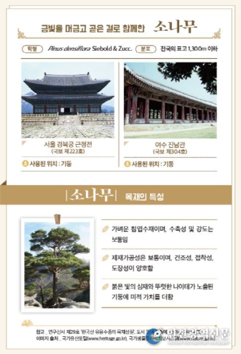 간행물 '이木저木 목재문화유산' 내지 목재문화유산 속 소나무