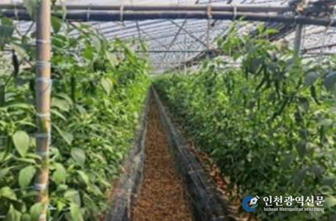 시설고추 재배지