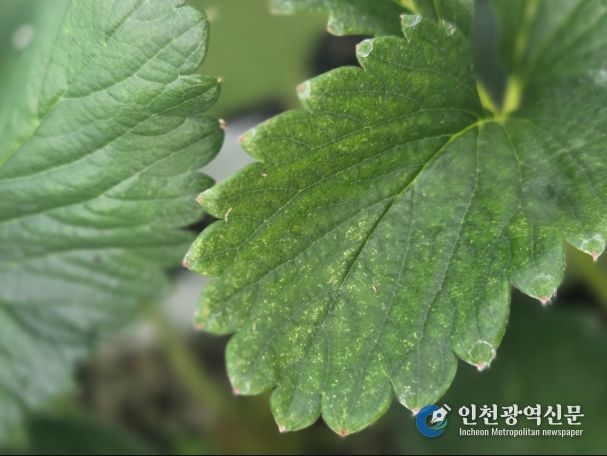 점박이응애 피해를 본 딸기잎(노란 반점)