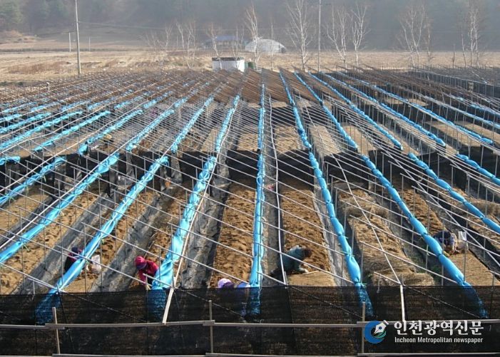눈이 쌓이지 않도록 차광망을 말아놓은 인삼밭