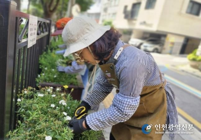 녹번동주민센터 뒤 사각화분 관리하는 모습