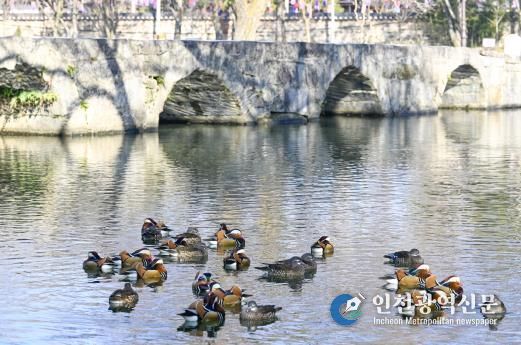 남원시 광한루원에 원앙 백여마리 둥지 틀어 볼거리 제공