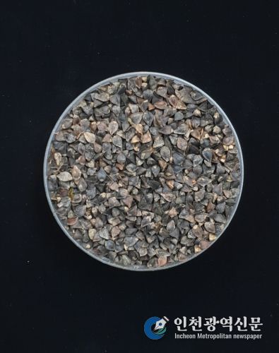 메밀(양절, 종자)