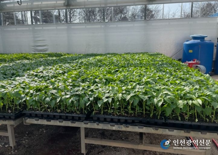 2026년도 고추 육묘 신청 접수