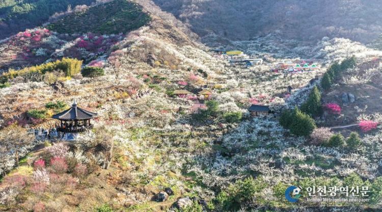 광양시 2026년 붉은 말처럼 힘차게 도약...광양관광 ‘박차’ - 관광과(광양매화마을)