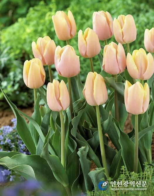 상주시, 2026 트렌드 튤립 선재 도입