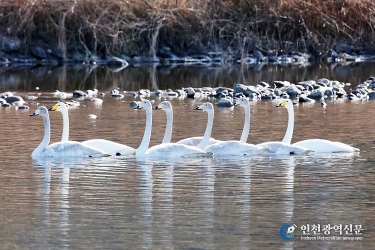 겨울을 맞은 괴산 달천강에서 고니들이 떼를 지어 유유히 물 위를 헤엄치며 평온한 풍경을 연출하고 있다
