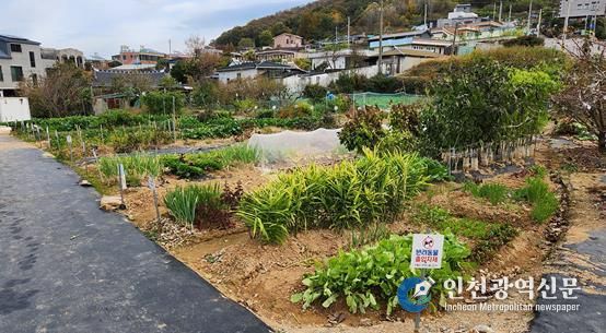도시민 친환경 가족텃밭 전경(안산동)