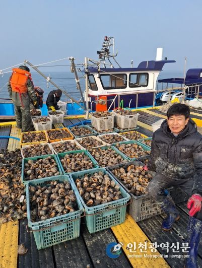 새조개 집산지 홍성 ‘남당항’ 참소라 대풍에 함박웃음