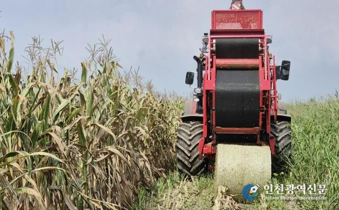 관내 농가가 옥수수 곤포사일리지를 생산하는 모습