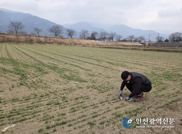 구례군, 맥류 생육재생기 웃거름 시비 당부