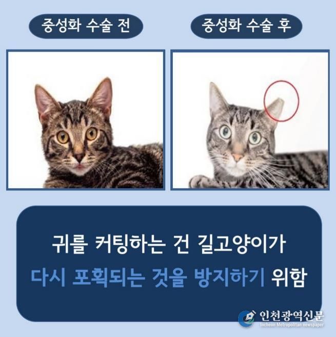 길고양이 중성화(TNR) 사업 안내 사진