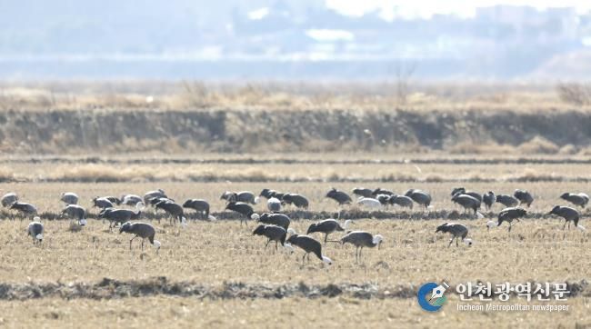 2026년 2월 10일 천수만에서 관찰된 흑두루미 모습