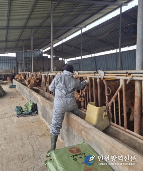 안성시, 2026년 상반기 구제역 긴급 일제접종 추진