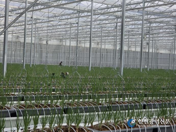 봉화군, 임대형 스마트팜 A동 2구역 쪽파 수확 앞둬