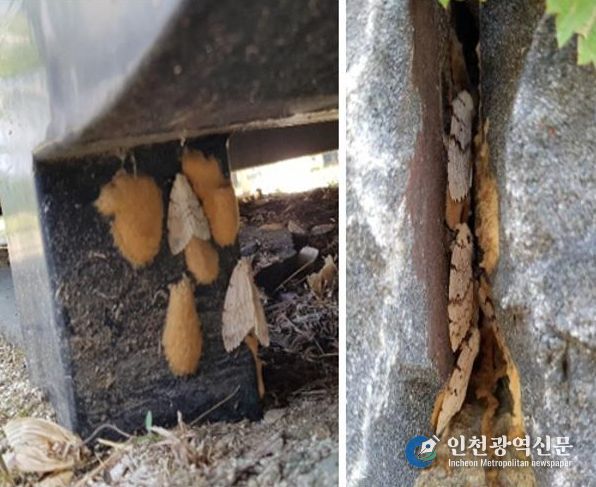 매미나방 난괴, 성충 사진