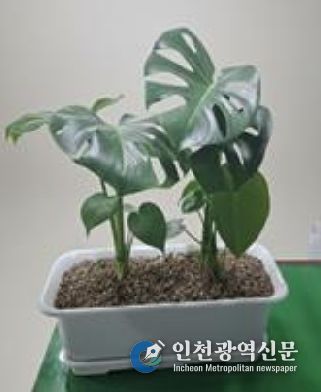 베란다 텃밭 지원사업 공기정화식물(몬스테라)