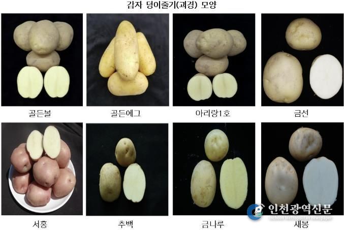 광주시, 국산 감자 8개 품종 현장 시험 재배 추진