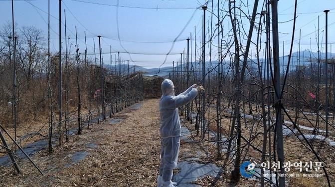 파주시, 과수 화상병 방제 약제 보급 및 예찰 본격 추진