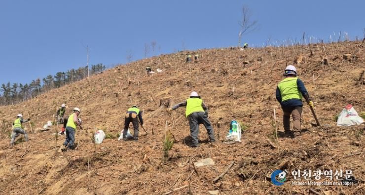 창원특례시, 조림‧숲가꾸기 사업으로 건강한 산림 조성