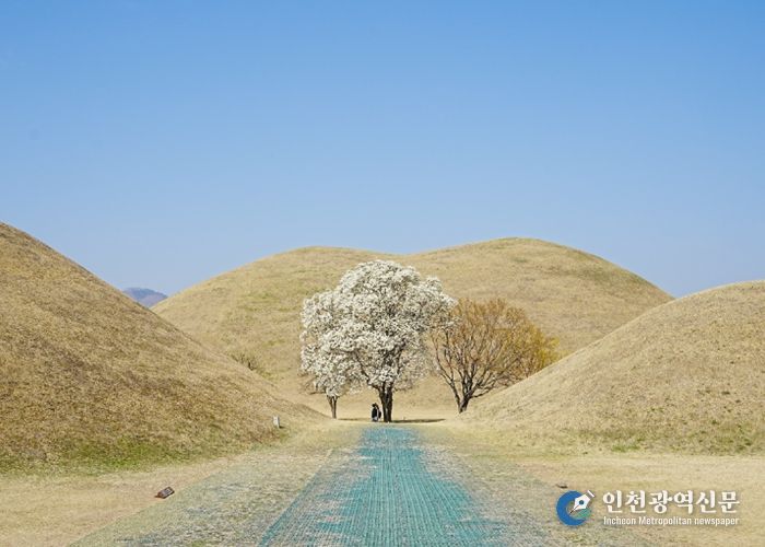 대릉원 목련포토존