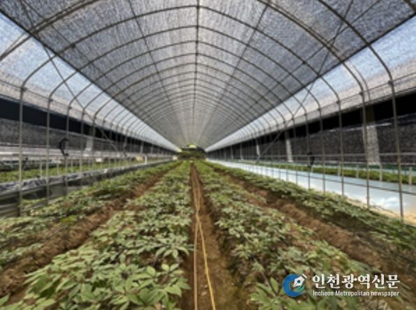 대형 터널하우스