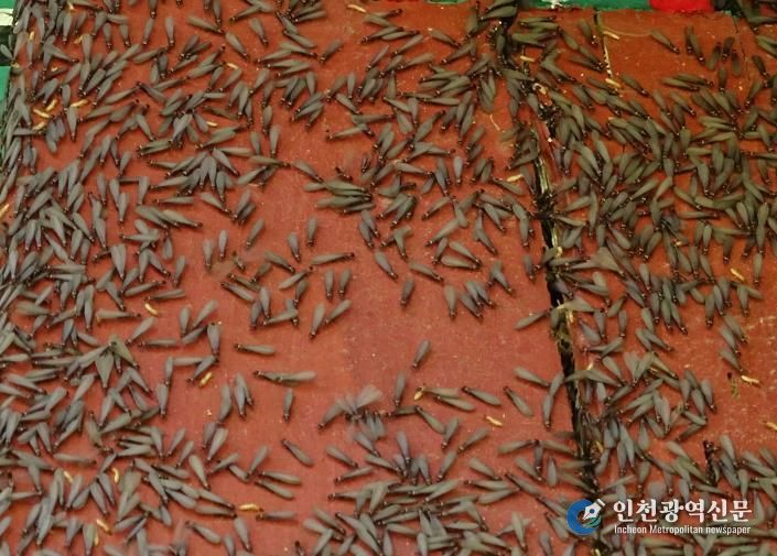 날개 달린 일본흰개미