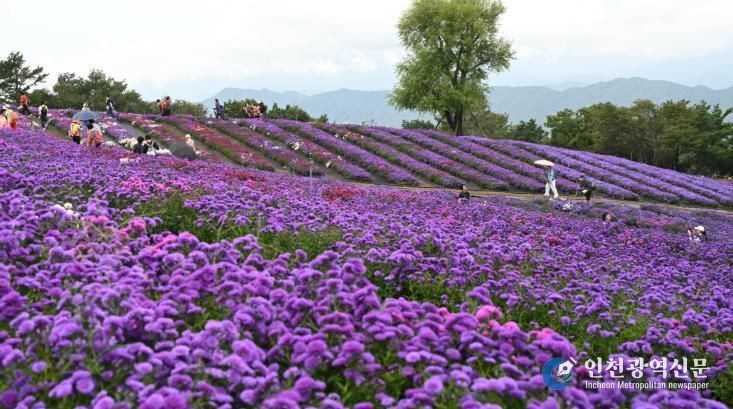 거창군 제6회 감악산 꽃별여행 교통대책 준비