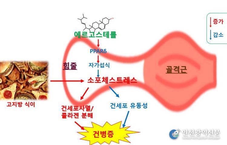 에르고스테롤의 건병증 억제 효과