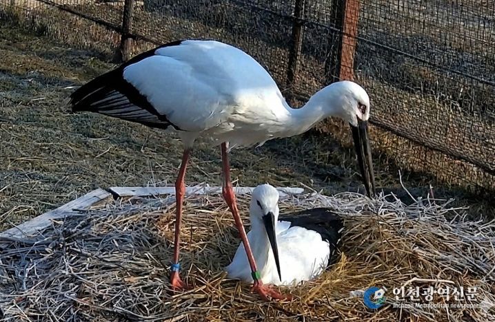 한일 황새 커플 모습