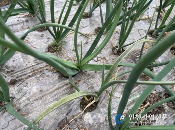 양파 노균병 감염 발생 사진