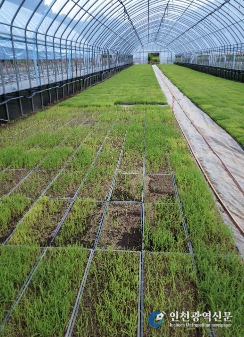 육묘 실패 전경