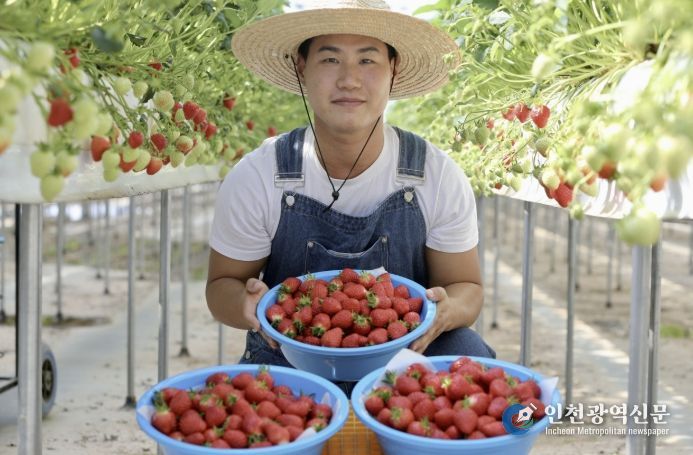 청년농업인 딸기 수확 사진