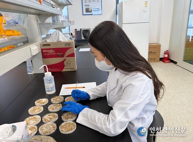 신안군농업기술센터 자가채종 종자 발아율 검사하고 있다.