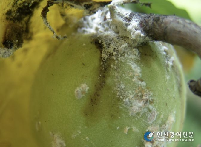 상주시농업기술센터, 4월 중순부터 배, 핵과류 '깍지벌레' 방제 시작