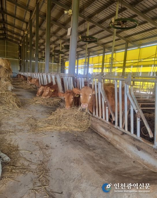 축산농가 사료구매 융자금 1천200억 지원