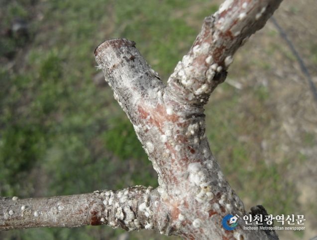 상주시, 4월 중순부터 배, 핵과류 '깍지벌레' 방제 시작