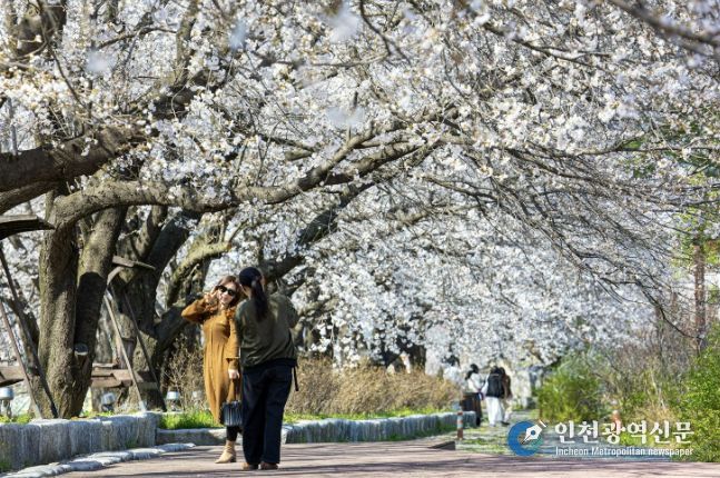괴산군 청안면 벚꽃나무 길에서 나들이객들이 사진을 찍으며 봄 추억을 담고 있다.