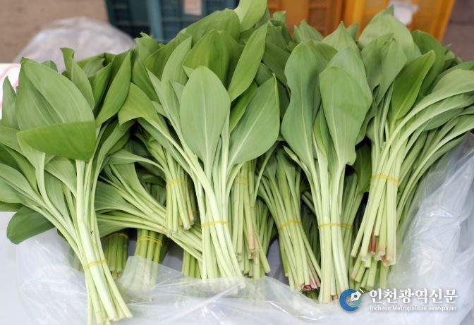 봄 기운 가득, 홍천 산채 본격 출하