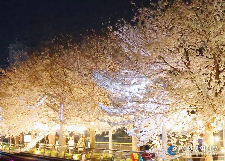 안성시 안성3동 금석천 ‘금석첨화‘ 벚꽃 포토존 호응 최고, 이번주 금요일까지 핑크빛 설렘 즐기세요!